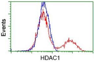 HEK293T cells transfected with either RC201745 overexpress plasmid (Red) or empty vector control plasmid (Blue) were immunostained by anti-HDAC1 antibody (ABIN2454013), and then analyzed by flow cytometry. (HDAC1 antibody)