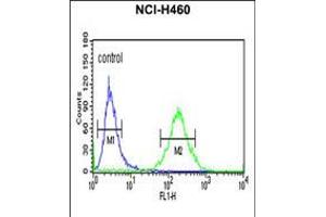 Flow cytometric analysis of NCI-H460 cells (right histogram) compared to a negative control cell (left histogram). (XPA antibody  (C-Term))