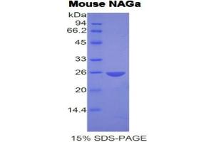 SDS-PAGE analysis of Mouse NAGa Protein. (NAGA Protein)