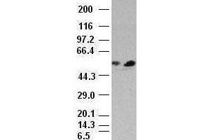 FOXA1 antibody (3C1) at 1:1000 dilution + HepG2 cell lysate (FOXA1 antibody)