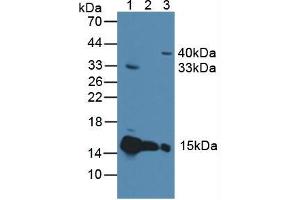 Western blot analysis of (1) Rat Heart Tissue, (2) Mouse Heart Tissue and (3) Human 293T Cells. (Cytochrome C antibody  (AA 5-100))