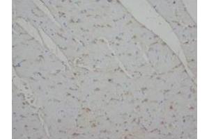 Immunohistochemical analysis of paraffin embedded rat tissue sections (cardiac muscle) using Annexin IV antibody (Annexin IV antibody  (N-Term))