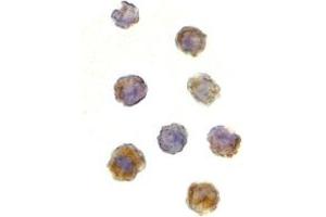 Immunohistochemistry (IHC) image for anti-RAR-Related Orphan Receptor C (RORC) (N-Term) antibody (ABIN1031636) (RORC antibody  (N-Term))