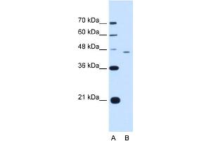 WB Suggested Anti-FEN1 Antibody Titration:  1.