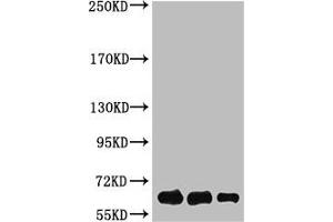 Western Blot analysis of Luciferase protein using antibody diluted at 1:1000 (Luciferase antibody)