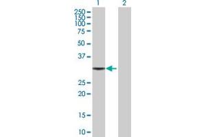 Western Blot analysis of TBCB expression in transfected 293T cell line by TBCB MaxPab polyclonal antibody. (TBCB antibody  (AA 1-244))