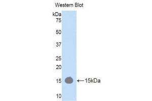 Western Blotting (WB) image for anti-RalA Binding Protein 1 (RALBP1) (AA 381-470) antibody (ABIN1176610) (RALBP1 antibody  (AA 381-470))