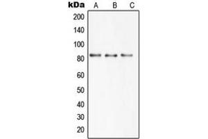 Western blot analysis of SBAT1 expression in HEK293T (A), mouse brain (B), rat brain (C) whole cell lysates. (SLC6A15 antibody  (N-Term))