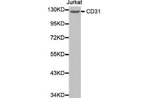 Western blot analysis of extracts of Jurkat cell line, using CD31 antibody. (CD31 antibody  (AA 130-230))