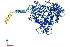 AlphaFold protein structure predicition of Human Recombinant CYP2J2 Protein, UniprotID P51589 (CYP2J2 Protein (AA 1-502) (His tag))