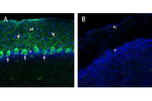 Free-floating frozen brain sections from a paraformaldehyde-perfused mouse were incubated with Anti-Neurexin 1α (extracellular) Antibody (ABIN7043357, 1:300), followed by goat anti-rabbit secondary antibody conjugated to Alexa Fluor® 488 (green).
