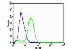 Flow cytometric analysis of U-87 MG cells using HBG2 Antibody (C-term)(green, Cat(ABIN1944740 and ABIN2838564)) compared to an isotype control of rabbit IgG(blue). (HBG2 antibody  (C-Term))