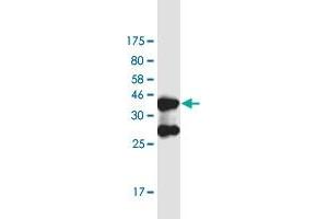 Western Blot detection against Immunogen (37. (DHX38 antibody  (AA 342-450))
