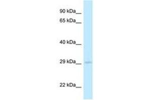 Image no. 1 for anti-RIKEN CDNA 4933408B17 Gene (4933408B17RIK) (AA 200-249) antibody (ABIN6747867) (4933408B17Rik antibody  (AA 200-249))