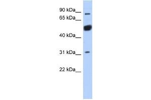 WB Suggested Anti-CXorf20 Antibody Titration: 0. (BEND2 antibody  (Middle Region))