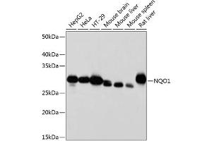Western blot analysis of extracts of various cell lines, using NQO1 antibody (ABIN7268795) at 1:1000 dilution.