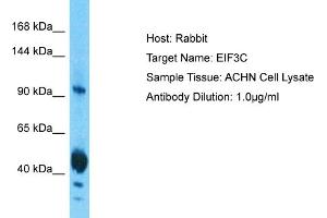 Host: Rabbit Target Name: EIF3C Sample Tissue: Human ACHN Whole Cell  Antibody Dilution: 1ug/ml (EIF3C antibody  (N-Term))