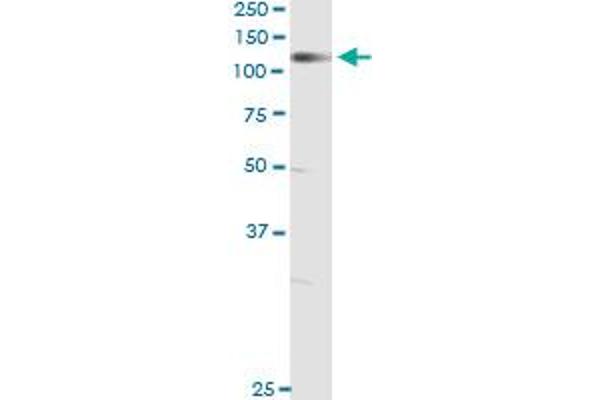 NELL1 antibody  (AA 304-403)