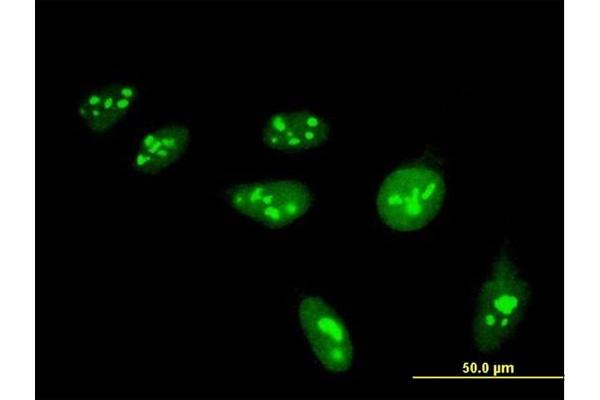 HIST1H4H antibody  (AA 31-103)