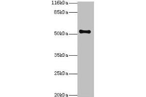 Western blot All lanes: THRB antibody at 2 μg/mL + Mouse liver tissue Secondary Goat polyclonal to rabbit IgG at 1/10000 dilution Predicted band size: 53, 55 kDa Observed band size: 53 kDa (THRB antibody  (AA 1-461))