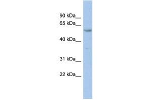 WB Suggested Anti-ZNF8 Antibody Titration:  0. (ZNF8 antibody  (N-Term))