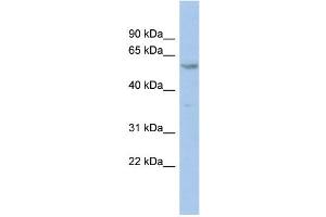 WB Suggested Anti-ZNF8 Antibody Titration:  0.