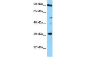 Image no. 1 for anti-Tetraspanin 26 (TSPAN26) (AA 126-175) antibody (ABIN6748306) (CD37 antibody  (AA 126-175))
