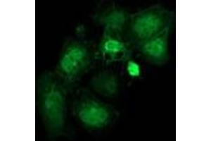 Immunofluorescence (IF) image for anti-Striatin Interacting Protein 1 (STRIP1) antibody (ABIN1498205) (STRIP1 antibody)