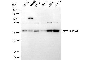 anti-Tripartite Motif Containing 72 (TRIM72) antibody
