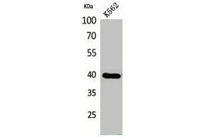 Western Blot analysis of K562 cells using GPR87/95 Polyclonal Antibody. (GPR87 antibody  (N-Term))