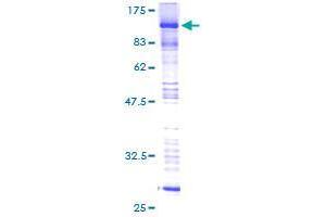 BRD7 Protein (AA 1-651) (GST tag)