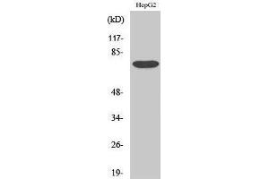 Western Blotting (WB) image for anti-Yes-Associated Protein 1 (YAP1) (Tyr537) antibody (ABIN3177961) (YAP1 antibody  (Tyr537))