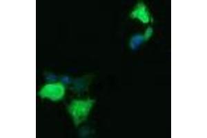 Image no. 2 for anti-Lysozyme (LYZ) antibody (ABIN1499236)