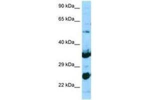 Image no. 1 for anti-N-Acetylneuraminate Pyruvate Lyase (Dihydrodipicolinate Synthase) (NPL) (AA 61-110) antibody (ABIN6748246) (NPL antibody  (AA 61-110))