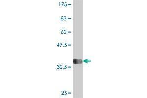 Western Blot detection against Immunogen (37. (NEK9 antibody  (AA 226-326))