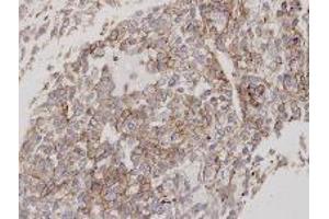 Figure 2. (Flotillin 2 antibody  (C-Term))