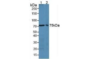 Western Blotting (WB) image for Lactotransferrin (LTF) ELISA Kit (ABIN6574204)
