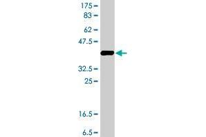 Western Blot detection against Immunogen (37. (Multimerin 1 antibody  (AA 291-390))