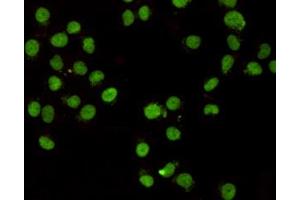 Immunocytochemistry staining of HeLa cells fixed with -20 °C Methanol and using CHD3 (C-terminus) mouse mAb (dilution 1:400). (CHD3 antibody  (C-Term))