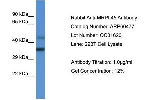 Western Blotting (WB) image for anti-Mitochondrial Ribosomal Protein L45 (MRPL45) (C-Term) antibody (ABIN2788461) (MRPL45 antibody  (C-Term))