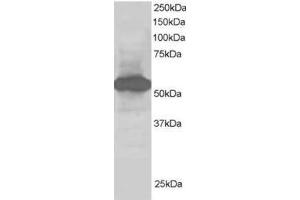 Image no. 1 for anti-Nucleotide Exchange Factor SIL1 (SIL1) (C-Term) antibody (ABIN374355) (SIL1 antibody  (C-Term))