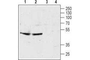 Western blot analysis of rat hippocampus lysate (lanes 1 and 3) and mouse brain membrane (lanes 2 and 4): - 1,2. (Serotonin Receptor 3B antibody  (Extracellular, N-Term))