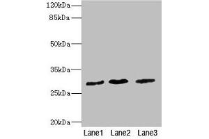 Western blot All lanes: RCHY1 antibody at 3. (RCHY1 antibody  (AA 1-261))