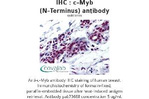 Image no. 1 for anti-V-Myb Myeloblastosis Viral Oncogene Homolog (Avian) (MYB) antibody (ABIN1732452) (MYB antibody)