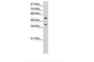 Image no. 3 for anti-NOBOX Oogenesis Homeobox (NOBOX) (AA 37-86) antibody (ABIN6736252) (NOBOX antibody  (AA 37-86))