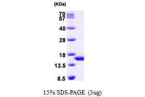 SDS-PAGE (SDS) image for phosphohistidine Phosphatase 1 (PHPT1) (AA 1-125) protein (His tag) (ABIN667241)