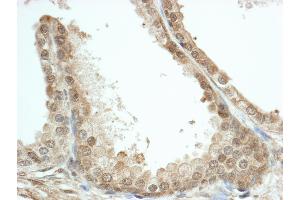 Immunohistochemistry (IHC) image for anti-FK506 Binding Protein 4, 59kDa (FKBP4) (AA 400-440) antibody (ABIN7454750)