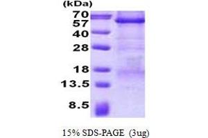 Image no. 1 for Carboxypeptidase E (CPE) protein (His tag) (ABIN1098768) (CPE Protein (His tag))