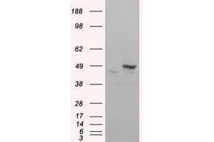 Image no. 2 for anti-Flotillin 1 (FLOT1) (C-Term) antibody (ABIN374222) (Flotillin 1 antibody  (C-Term))