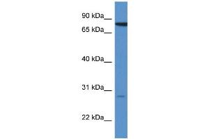 WB Suggested Anti-STX7 AntibodyTitration: 1. (Syntaxin 7 antibody  (N-Term))